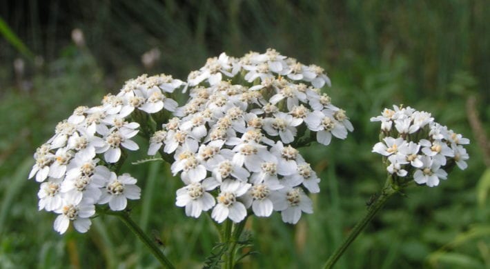 Achillée millefeuille