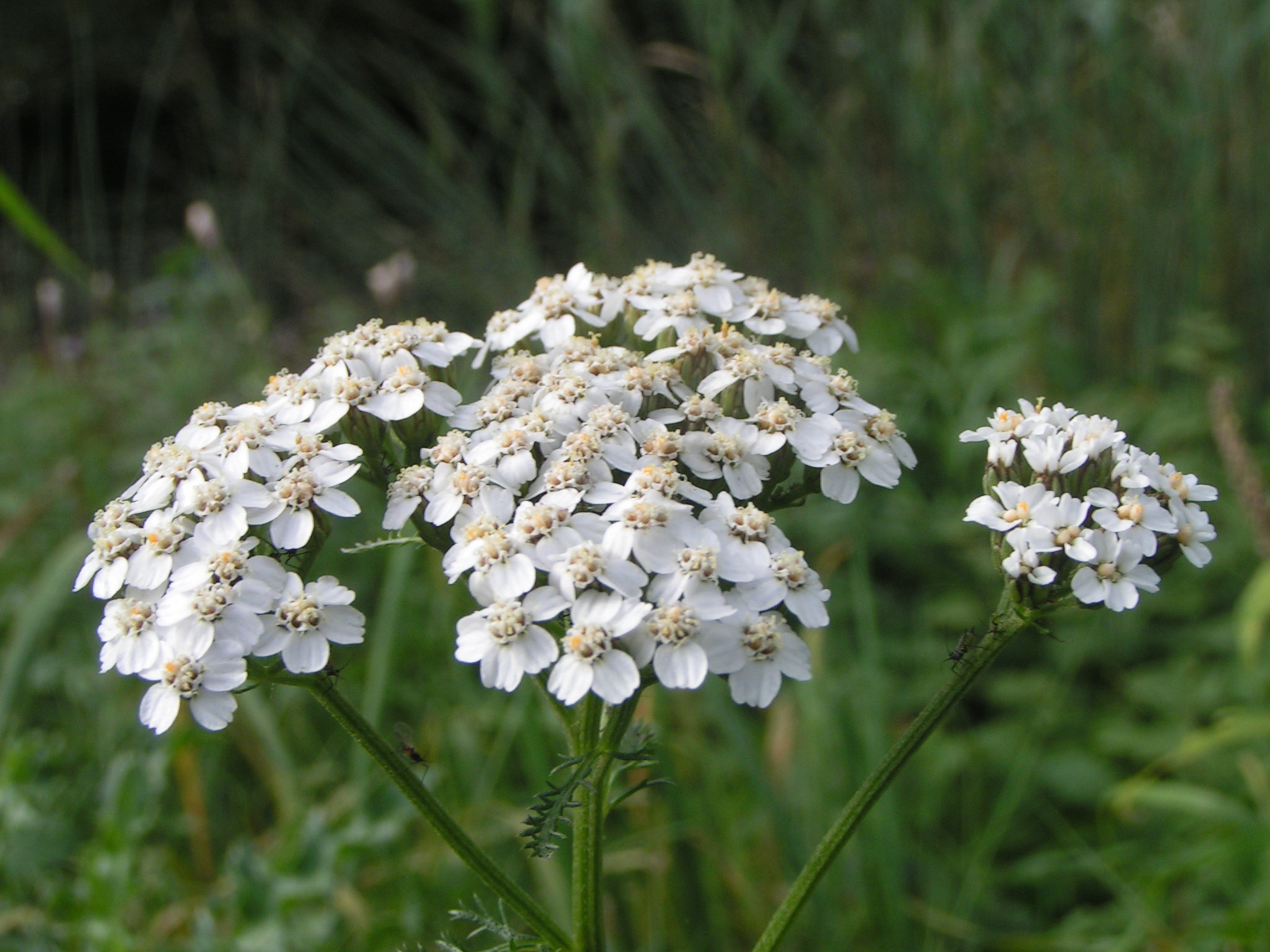 Achillée millefeuille