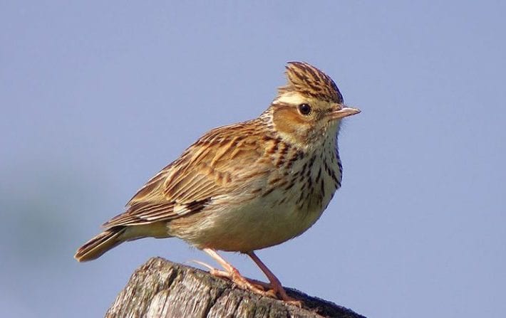 En Suisse aussi les oiseaux battent de l’aile