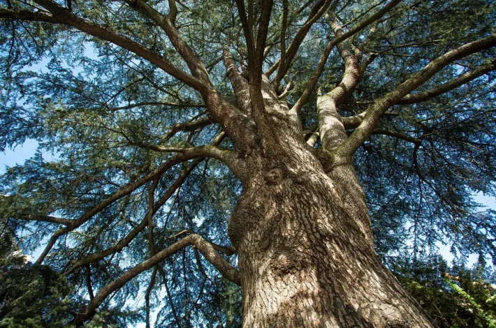 Ces grands arbres qu’il faut protéger