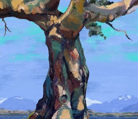 Arbres remarquables