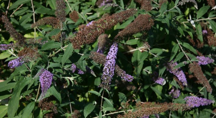 Buddleia du père David ou arbre à papillons