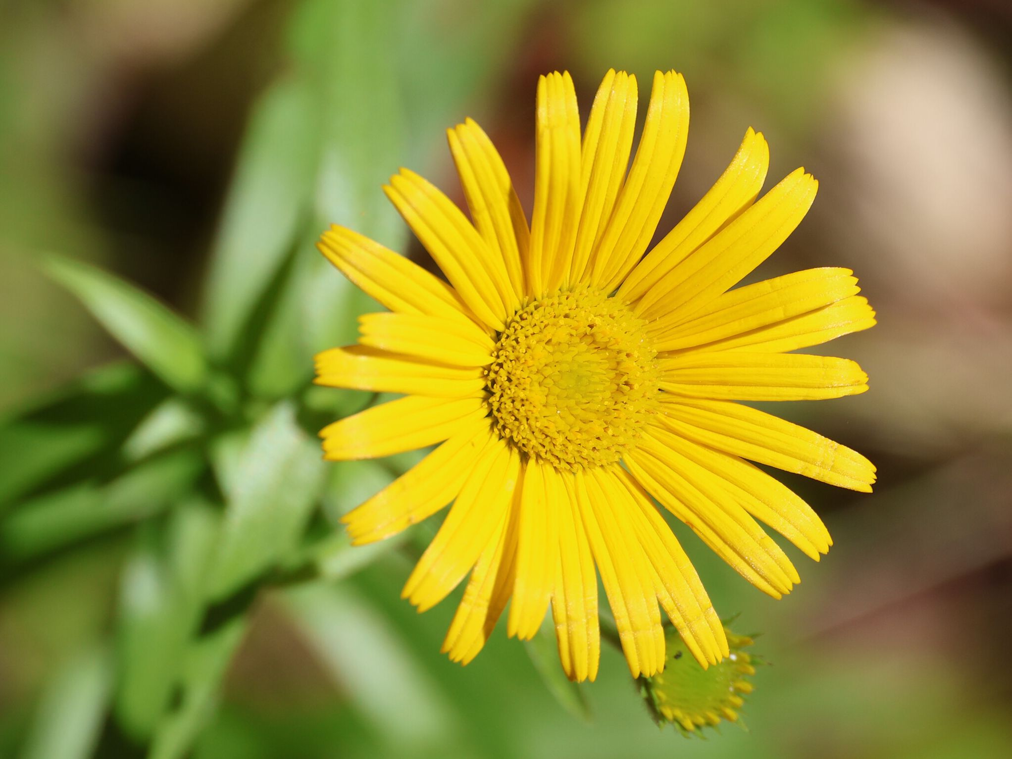 Buphtalme à feuilles de saule