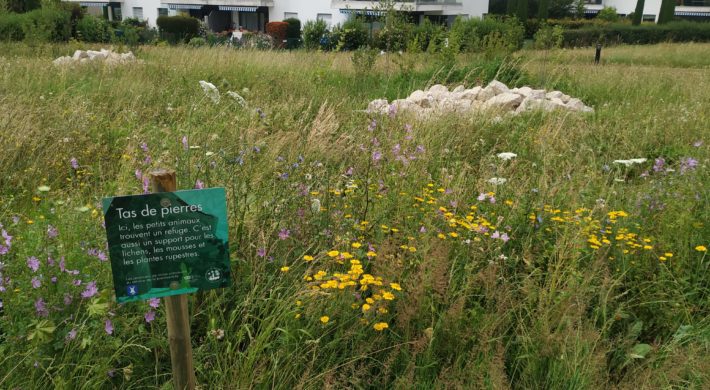 Prairies fleuries riches en espèces