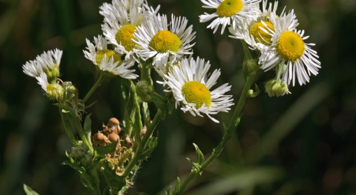 Vergerette annuelle