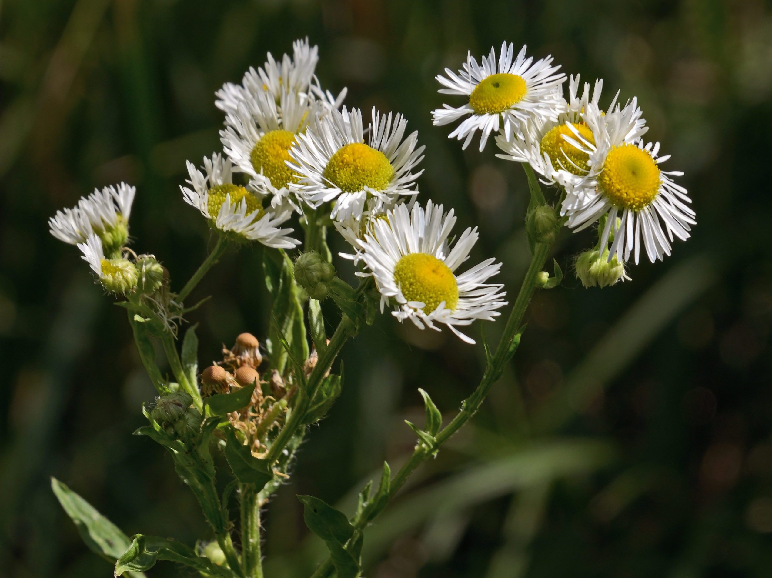 Vergerette annuelle