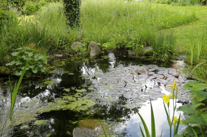 Gestes salutaires pour redonner vie à son jardin