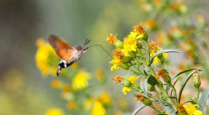 Jardins Vivants 2019