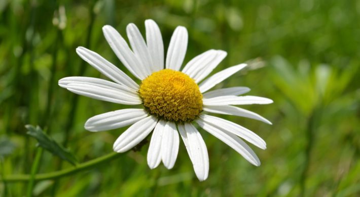 Marguerite des prés