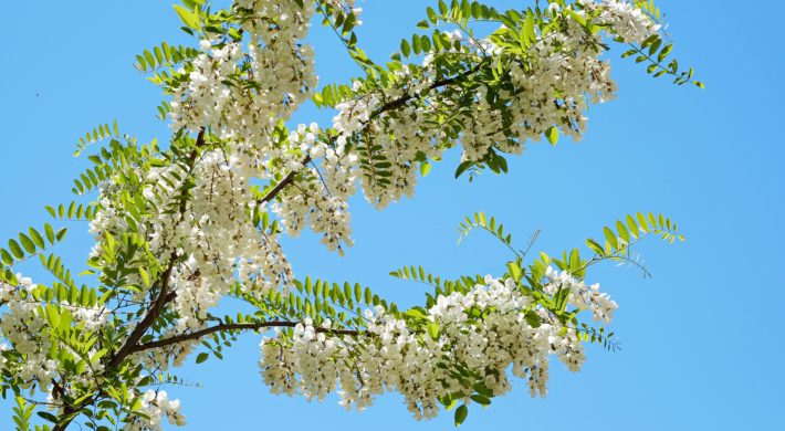 Robinier faux-acacia