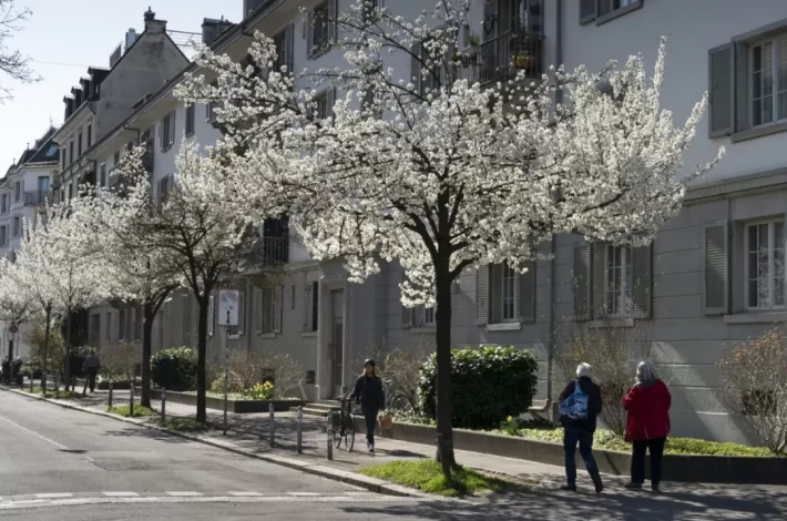 Une arborisation urbaine plus responsable