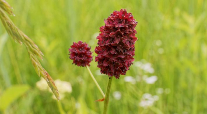 Sanguisorbe officinale ou grande primprenelle