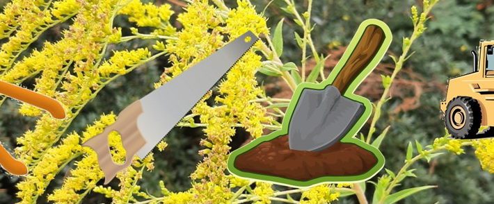 Plantes invasives